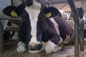 Главная причина развития кетоза у молочных коров...