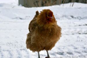 Мелкое птицеводство. Как ухаживать за птицей зимой в домашних условиях?