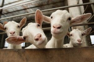 Определение состава и качества молока у молочных коз 