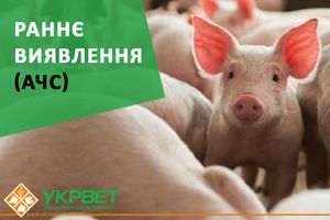 Раннее обнаружение АЧС фото