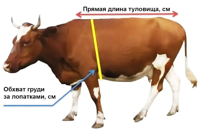 Измерительная лента для КРС