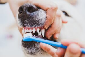 А ваш домашний любимец знает что такое чистка зубов?