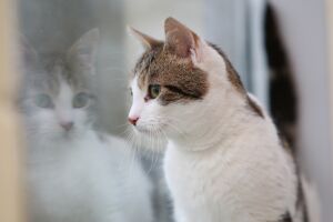 Что вы должны знать о FIV и FELV кошек