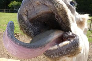 Есть ли у коровы верхние зубы?