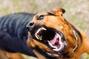 Как избежать бешенства собак и как его определить