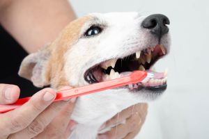 Как нужно ухаживать за зубами собак и котов