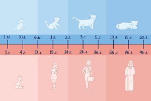 Як визначити вік кішки та який він за людськими мірками?