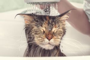 Як правильно купати кота і чому він не любить воду?