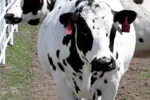 Як врятувати корову від здуття рубця?