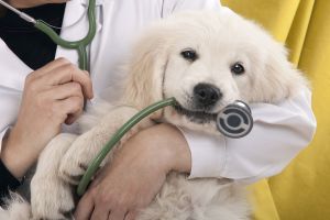 Как выбрать ветеринарный стетофонендоскоп?