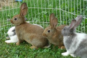 Как выращивать кроликов в домашних условиях?