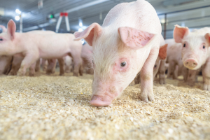 Как животноводы организовывают свиньям свинскую жизнь?