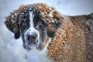 Холодно ли собаке зимой?