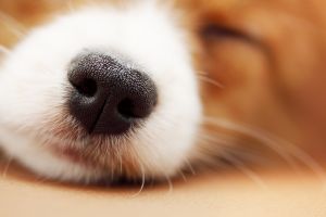 Может ли нос собаки рассказать о его здоровье?