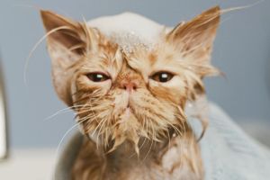 Мыть или не мыть кошку?