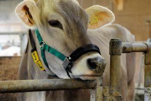 Наскільки ефективні детектори охоти у корів?