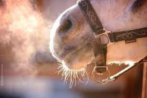 Основні життєві показники організму у коней