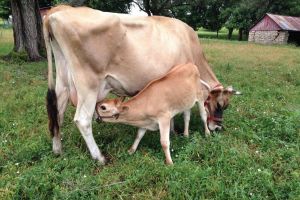 Чому корова худне після отелення?