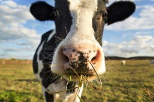 Чому корова жує корм двічі?