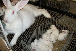 Почему крольчиха поедает потомство?