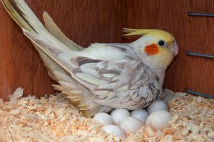 Чому самка папуги не припиняє відкладати яйця?