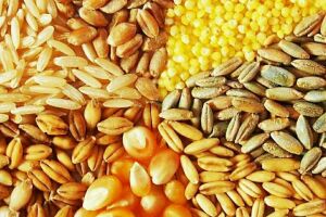 Чому так важливо якомога точніше знати рівень вологості зібраного зерна?