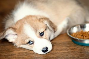 Почему у щенка плохой аппетит и как его вылечить?