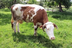 Почему в селе стало невыгодно держать корову и как помочь животноводам?