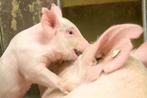 Почему возникает и как преодолевается агрессия у свиней