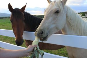Чи корисний цукор для коней і якими ласощами його замінити?