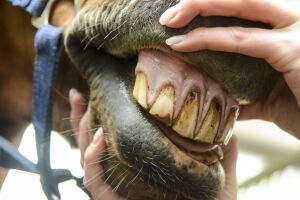 Стоматологія у коней
