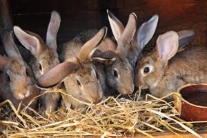 Выгодно ли использовать искусственное оплодотворение кроликов?