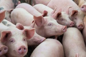 Почему бывает каннибализм у свиноматок и как с ним бороться