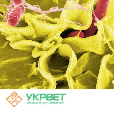 ІФА тест-система IDVet для визначення вірусної діареї (BVD/MD)