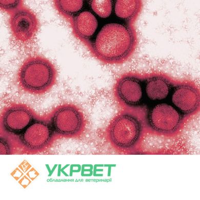 ІФА тест-система IDVet для виявлення інфекційного бронхіту