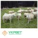 Ремень маркировочный для контроля осеменения овцематок 3 из 5