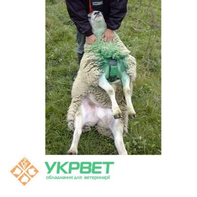 Ремень маркировочный для контроля осеменения овцематок
