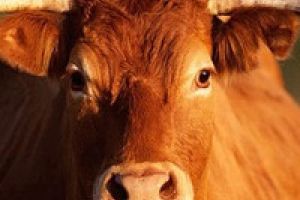 Инструкция по профилактике и оздоровлению крупного рогатого скота от лейкоза