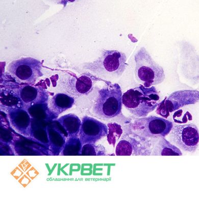 ИФА тест-система IDVet для выявления хламидиоза (Chlamydophila abortus)