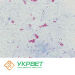 ИФА тест-система IDVet для выявления антител паратуберкулеза (Paratuberculosis)