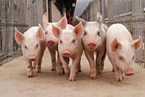 Практический опыт борьбы с АЧС - как это было. биобезопасность свинокомплексов